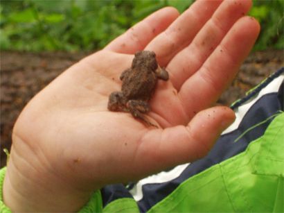 Ein junge Erdkr�te